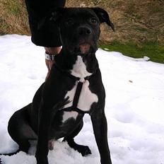 Amerikansk staffordshire terrier ZEUS