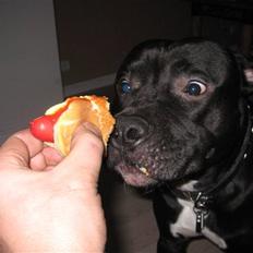 Amerikansk staffordshire terrier ZEUS