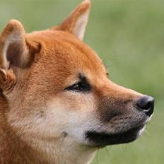 Shiba Kashi