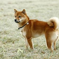 Shiba Kashi
