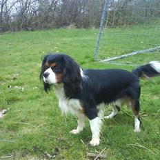 Cavalier king charles spaniel Ricky