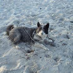 Karelsk bjørnehund Bipes Night's in white Satin *Liva*