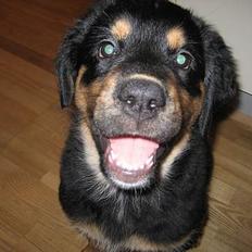 Blanding af racer Tarzan