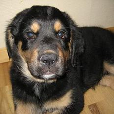 Blanding af racer Tarzan