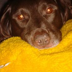 Blanding af racer Pinto