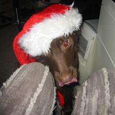 Blanding af racer Pinto