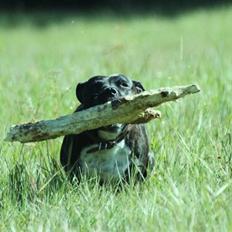 Staffordshire bull terrier Zizou