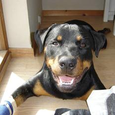 Rottweiler Fønix