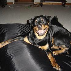 Rottweiler Fønix