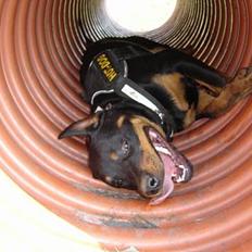 Rottweiler Fønix