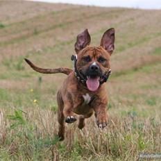 Amerikansk staffordshire terrier Rocky