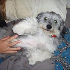 Blanding af racer Laura (Bamse)