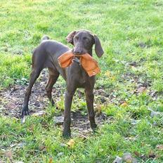 Korthåret hønsehund Tikka