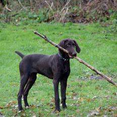 Korthåret hønsehund Tikka