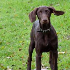 Korthåret hønsehund Tikka