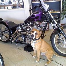 Amerikansk staffordshire terrier simba