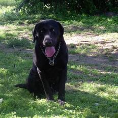 Labrador retriever +BALDER+død+
