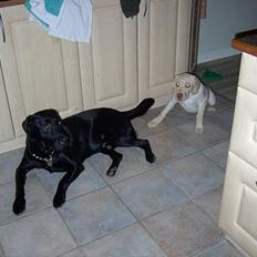Labrador retriever +BALDER+død+
