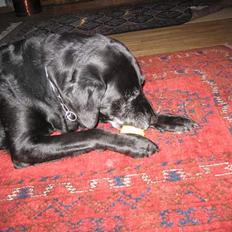 Blanding af racer Blackie