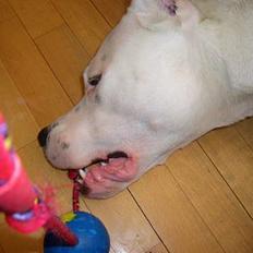 Dogo argentino C h i l i 