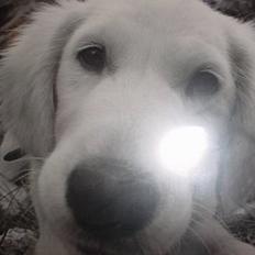 Golden retriever Teddy(i himlen)