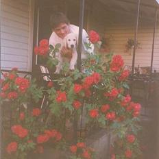 Golden retriever Teddy(i himlen)