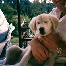Golden retriever Teddy(i himlen)