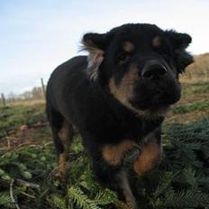 Blanding af racer Tarzan