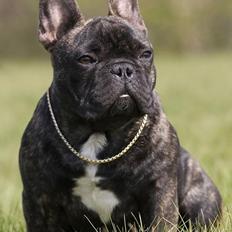 Fransk bulldog Chef D Òeuvre  ( Louis )