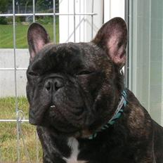 Fransk bulldog Chef D Òeuvre  ( Louis )