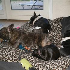 Fransk bulldog Chef D Òeuvre  ( Louis )