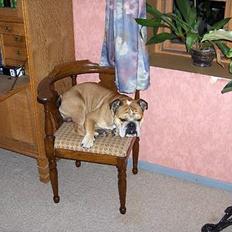 Engelsk bulldog BOSSE-BLOB-Hansen