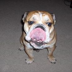 Engelsk bulldog BOSSE-BLOB-Hansen