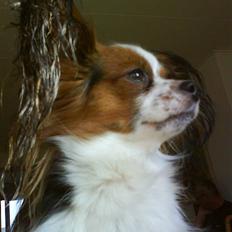 Papillon muddi. Aflivet.