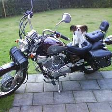 Papillon muddi. Aflivet.