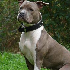 Amerikansk staffordshire terrier Trunte