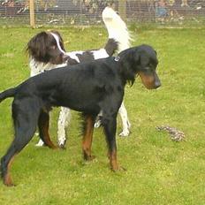 Gordon setter Storaaens Chief "Pelle"