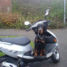 Gordon setter Storaaens Chief "Pelle"