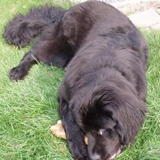 Newfoundlænder Luna (Newettas)