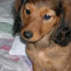 Dværggravhund Sofie