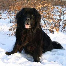 Newfoundlænder Djuan