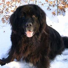 Newfoundlænder Djuan