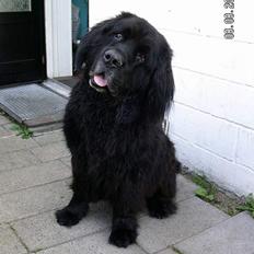 Newfoundlænder Djuan