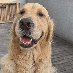 Golden retriever Nikki DØD 2008 :(