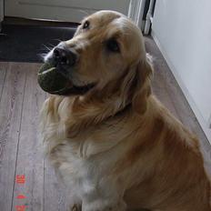 Golden retriever Nikki DØD 2008 :(