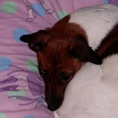 Dansk svensk gaardhund Frida