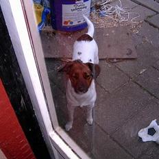 Dansk svensk gaardhund Frida