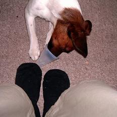 Dansk svensk gaardhund Frida