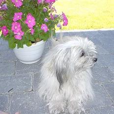 Bichon havanais Smilla