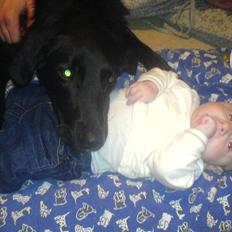 Blanding af racer Fido